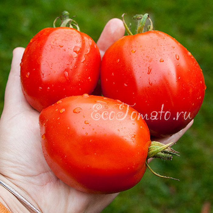 Бочковой засол Астраханский