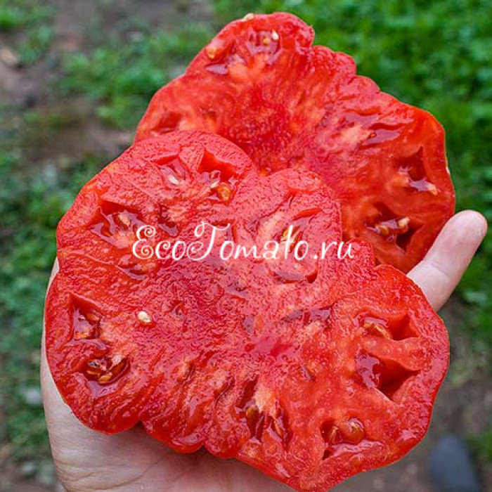 Chilo della Garfagnana (Килограмм Гарфаньяны/Чило Дела Гарфагнана)), Италия