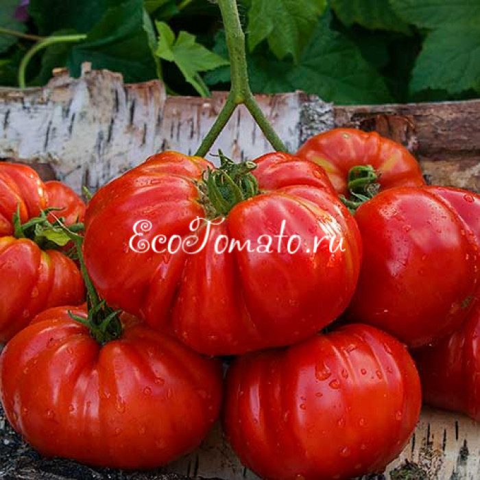 Chilo della Garfagnana (Килограмм Гарфаньяны/Чило Дела Гарфагнана)), Италия