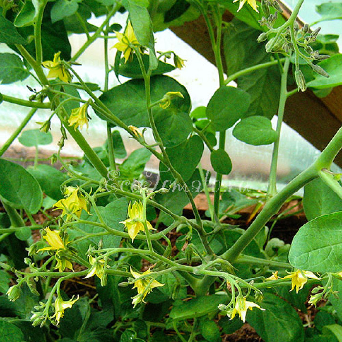 Geranium Kiss (Гераниум кисс, Поцелуй Герани), США