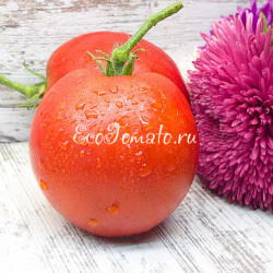 Inima Lui Calin (Сердце Луи Калин), Румыния