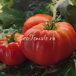 Italiano Tumbler Tejelei (Итальянская пышка Тежелей)