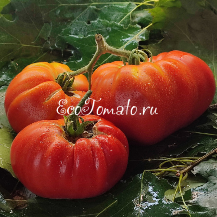 Italiano Tumbler Tejelei (Итальянская пышка Тежелей)