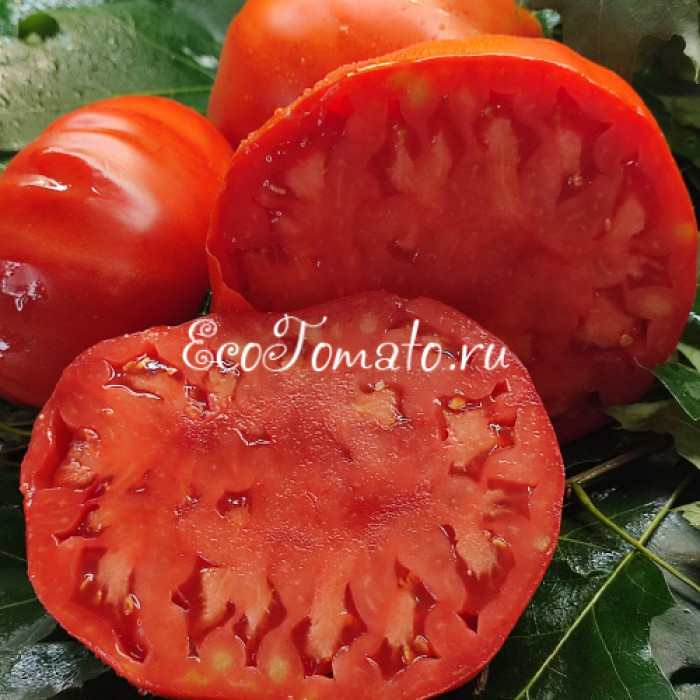 Italiano Tumbler Tejelei (Итальянская пышка Тежелей)