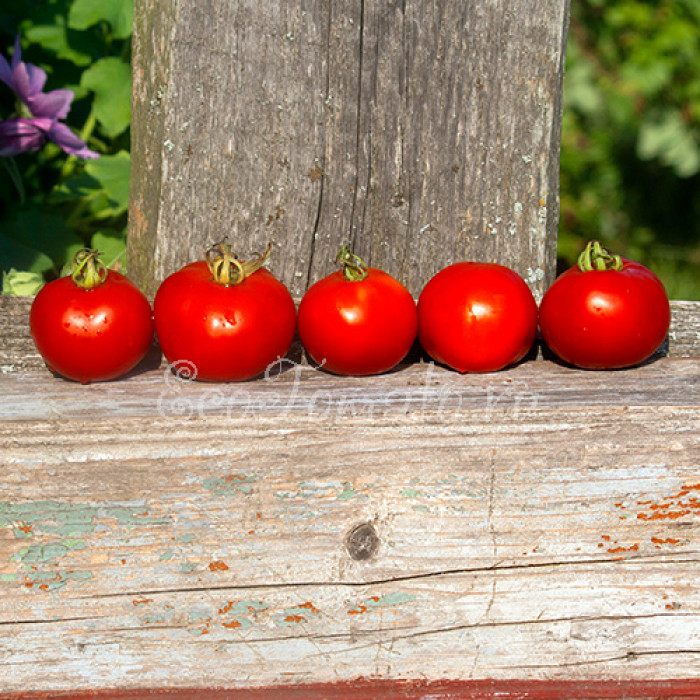 Large Red Cherry (Большой красный черри), США