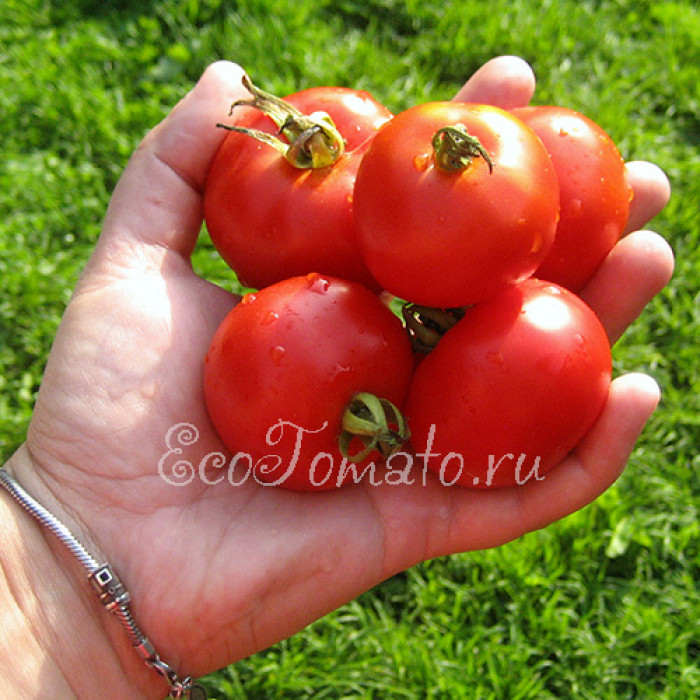 Large Red Cherry (Большой красный черри), США