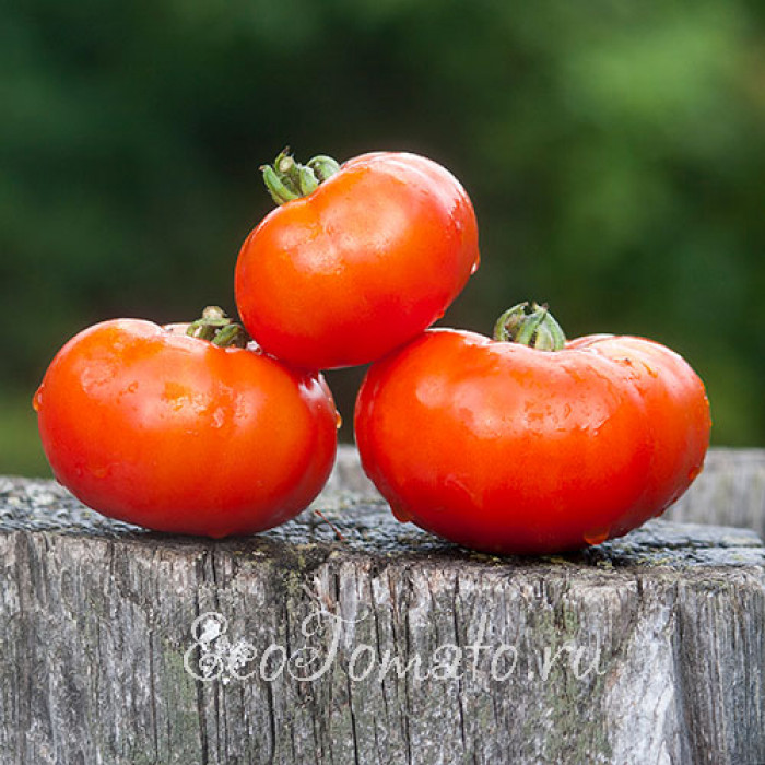 Marmande, Super Precoce (Марманде Супер Прекос, Франция)