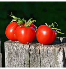 Подарок Полесью