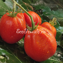 Pomodoro del Nonno di Eupilio (Помидор дедушки Евпилия), Италия
