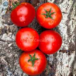 Purpur König (Пурпур Кёниг, Пурпурный король)