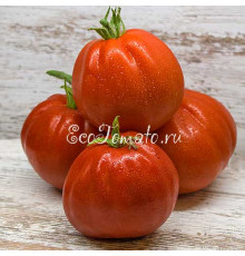 Red Pear (Giant) Gransasso Strain (Красная груша гигант, Грансассо), Италия