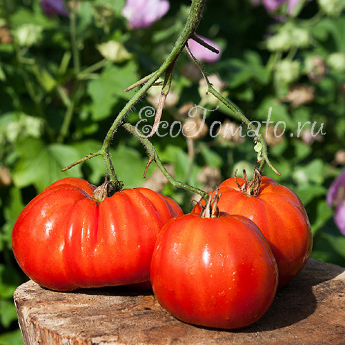 Red Pear (Giant) Gransasso Strain (Красная груша гигант, Грансассо), Италия