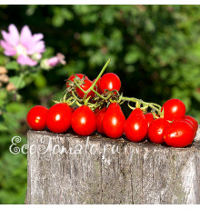 Red Pear (Красная груша), Италия