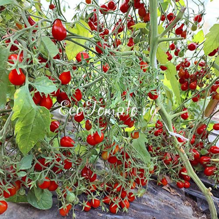 Red dwarf Romanian (Красный Румынский гном), Румыния