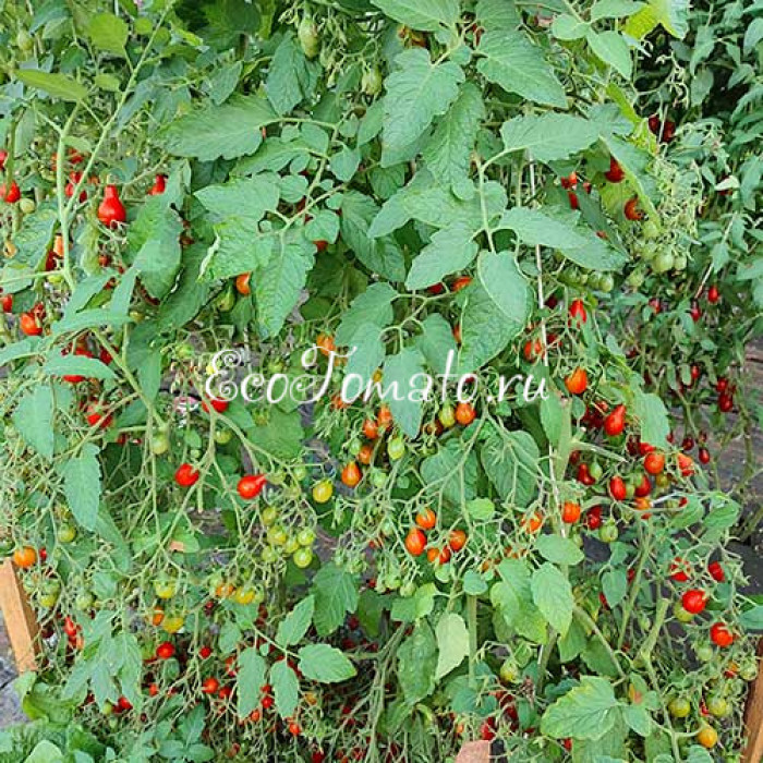 Red dwarf Romanian (Красный Румынский гном), Румыния