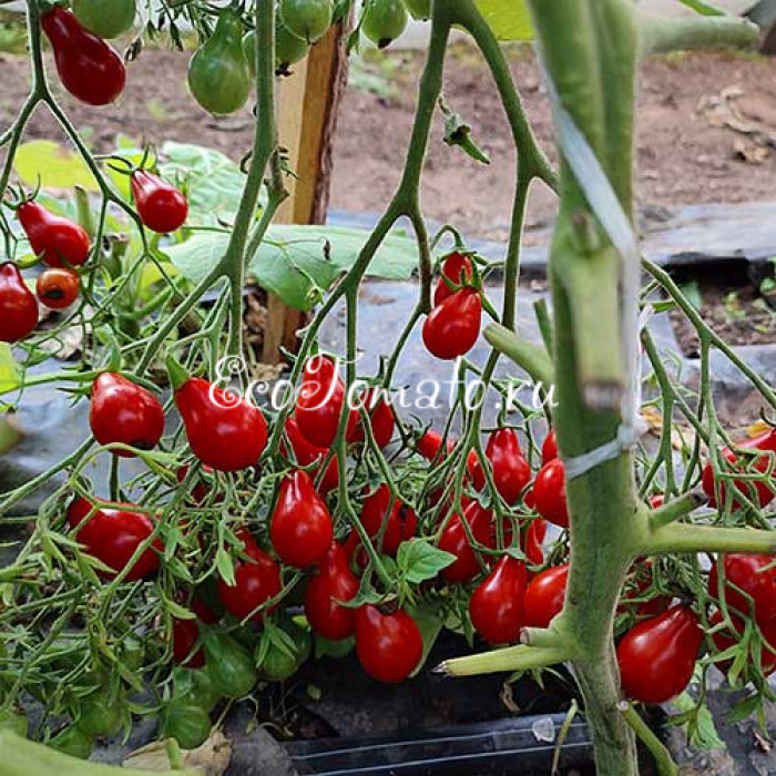 Red dwarf Romanian (Красный Румынский гном), Румыния