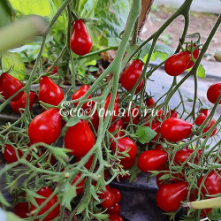 Red dwarf Romanian (Красный Румынский гном), Румыния