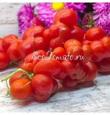 Reisetomate (Рейсетомат), Гватемала