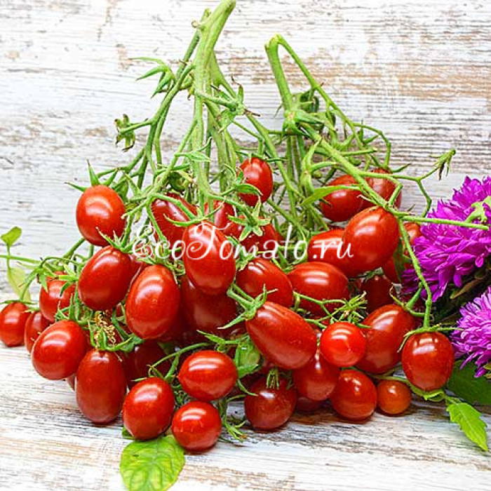 Reverend Michael Keyes  (Преподобный Майкл Кейс), США