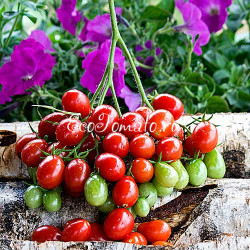 Reverend Michael Keyes  (Преподобный Майкл Кейс), США