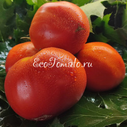 Rojo de Gaucin (Красный Гаусин), Испания
