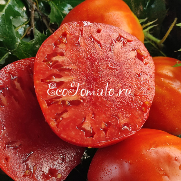 Rojo de Gaucin (Красный Гаусин), Испания