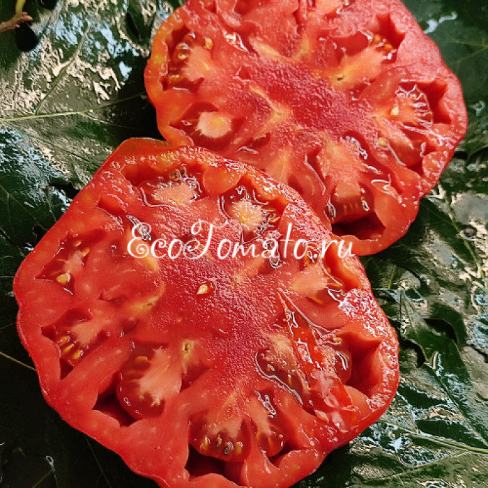 Rosa de Carabana (Роза Карабана), Испания