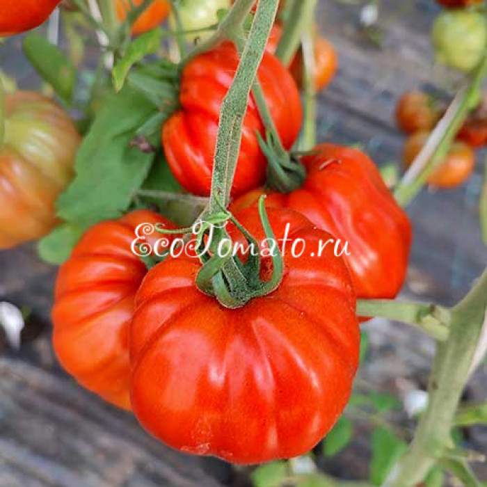 Sierra Lione (Сиерра Лионе) 