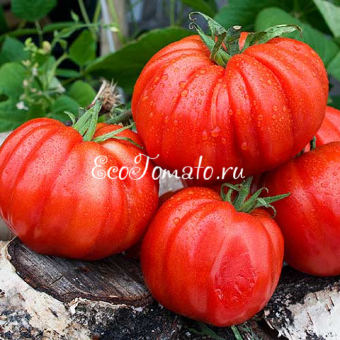 Sierra Lione (Сиерра Лионе) 