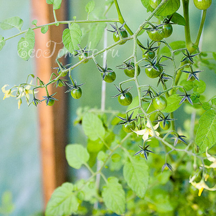 Sweet Pea Currant (Свит пиа курант)