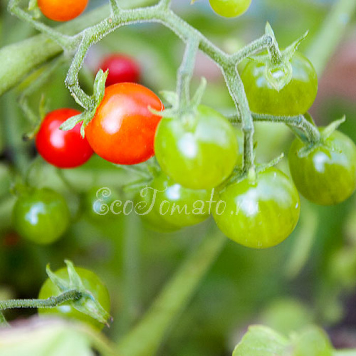 Sweet Pea Currant (Свит пиа курант)