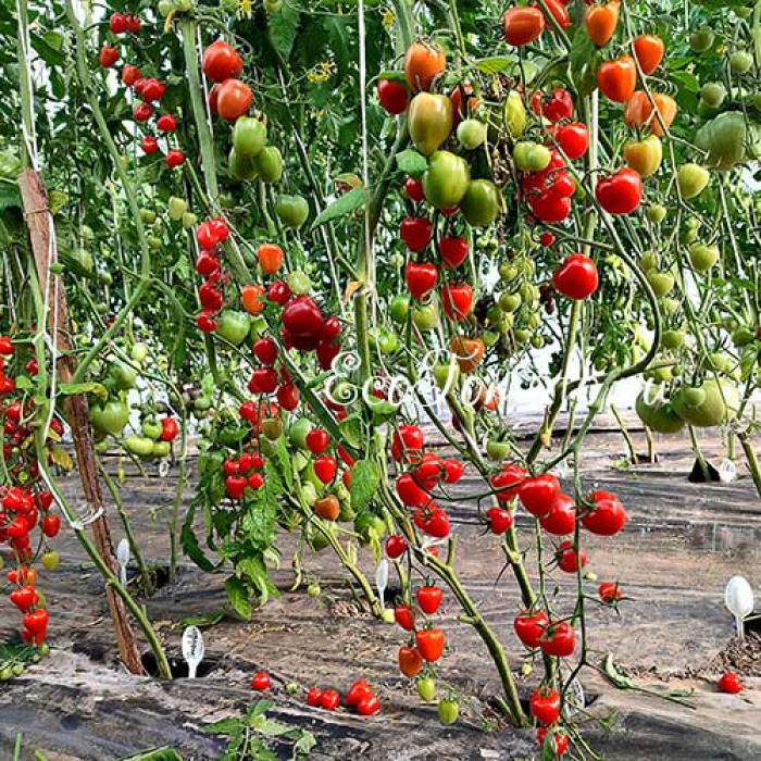 Tomatoberry (Томатоберри / Клубничка)