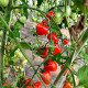 Tomatoberry (Томатоберри / Клубничка)