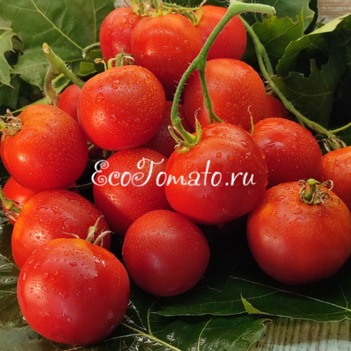 Гибрид 6 Тарасенко