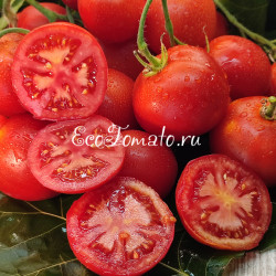 Гибрид 6 Тарасенко