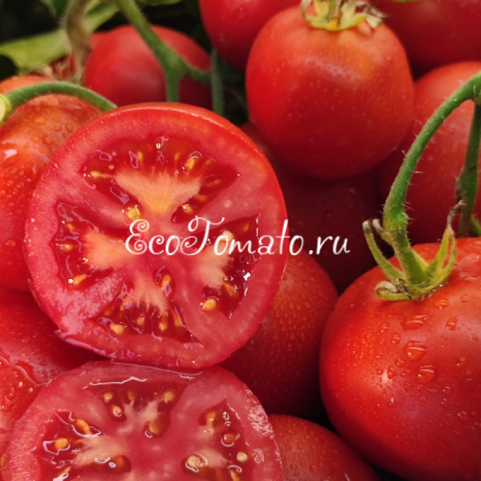 Гибрид 6 Тарасенко