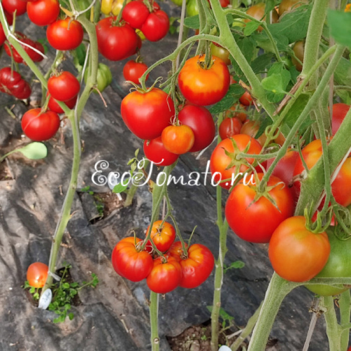 Гибрид 6 Тарасенко