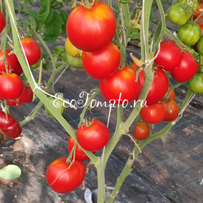 Гибрид 6 Тарасенко