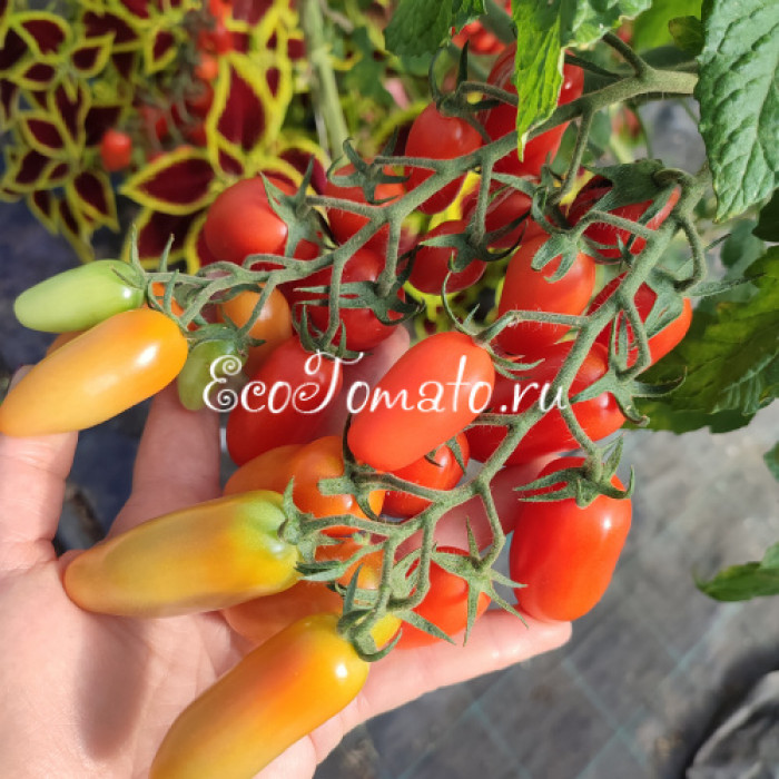 Красный Клык