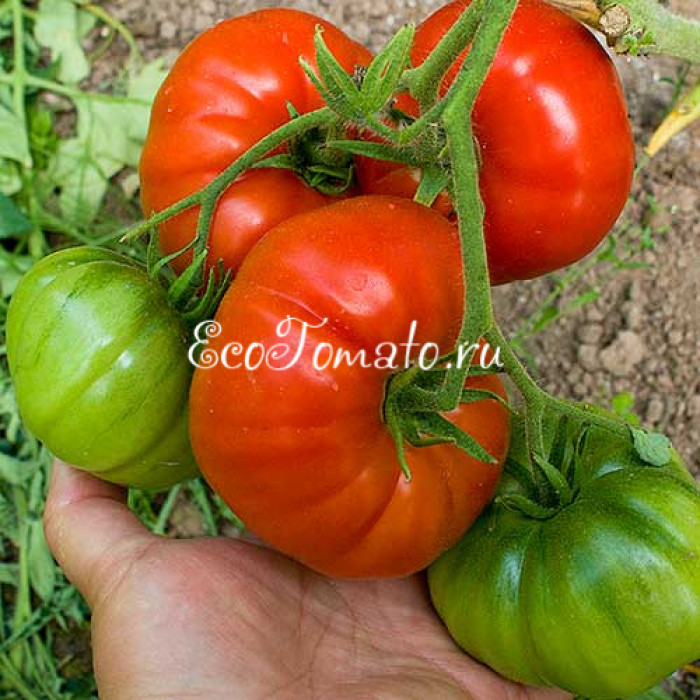 Минусинский Медведевой