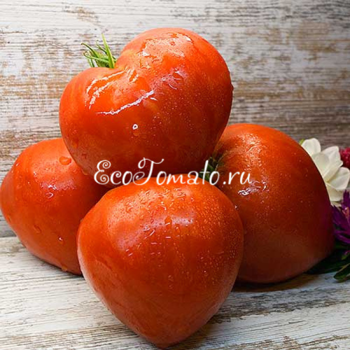 Минусинский Гигант Кяшкиной