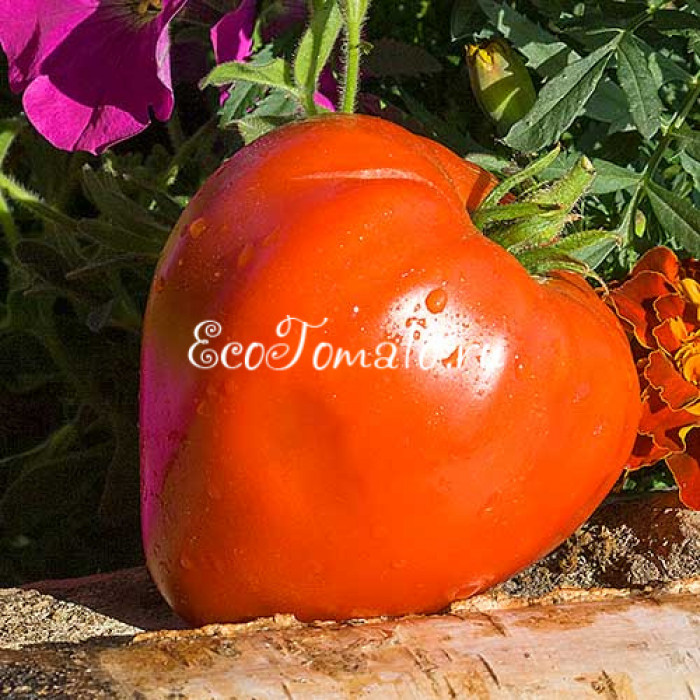 Минусинский Гигант Кяшкиной