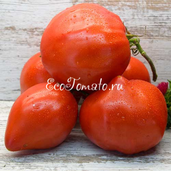 Минусинское бычье сердце Абрамовой