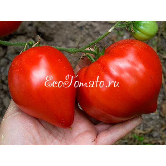 Минусинское бычье сердце Абрамовой