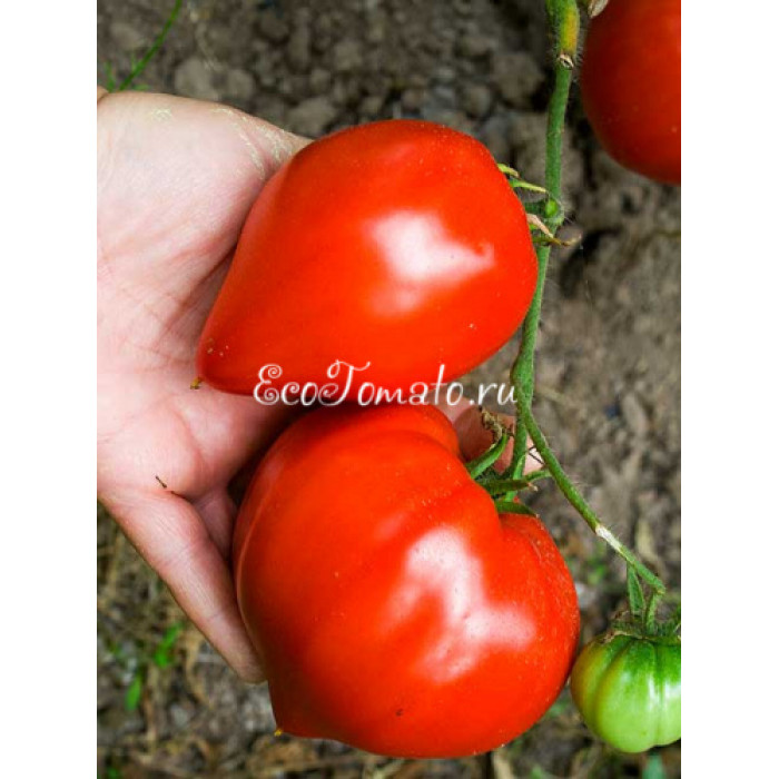 Минусинское бычье сердце Абрамовой