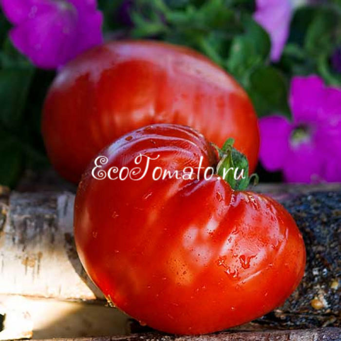 Минусинское бычье сердце Абрамовой