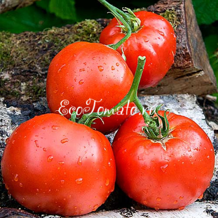 Спринт-Таймер