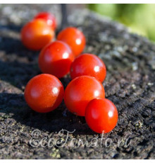 Sweet Pea Currant (Свит пиа курант)