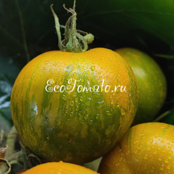 Cebra verde de Jarl (Зеленая Зебра Ярла)