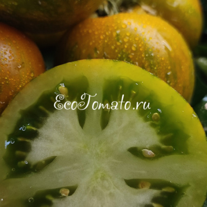 Cebra verde de Jarl (Зеленая Зебра Ярла)